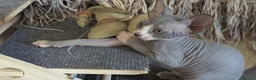 Sphynx gatti in vendita: Gattino  Canadian Sphynx (Maschietto) - Annuncio 4