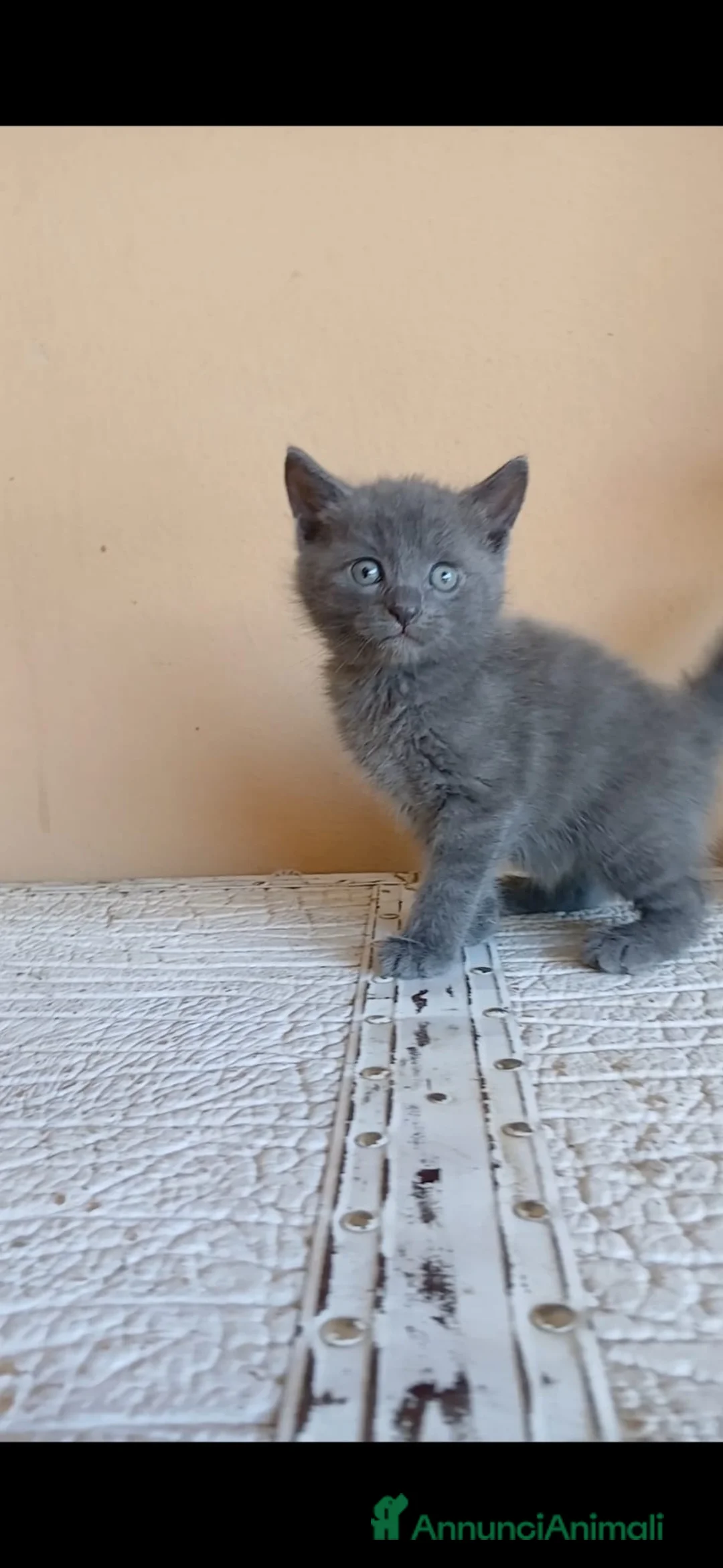 Certosino gatti in vendita: Certosini  - Annuncio 2