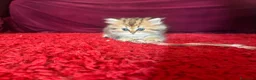 Persiano gatti in vendita: Gattini persiani chinchilla maschi  - Annuncio 4