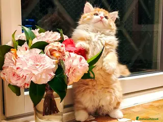 Siberiano gatti gattini siberiani cercano famiglia - Annuncio 2