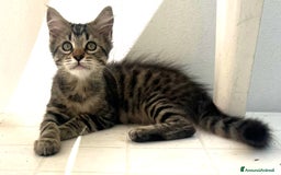 Europeo gatti in regalo: Kimera  - Annuncio 1