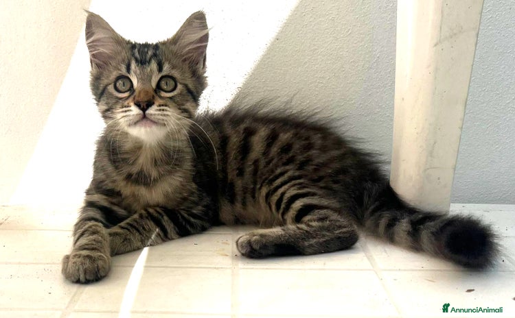 Europeo gatti - Annuncio 6