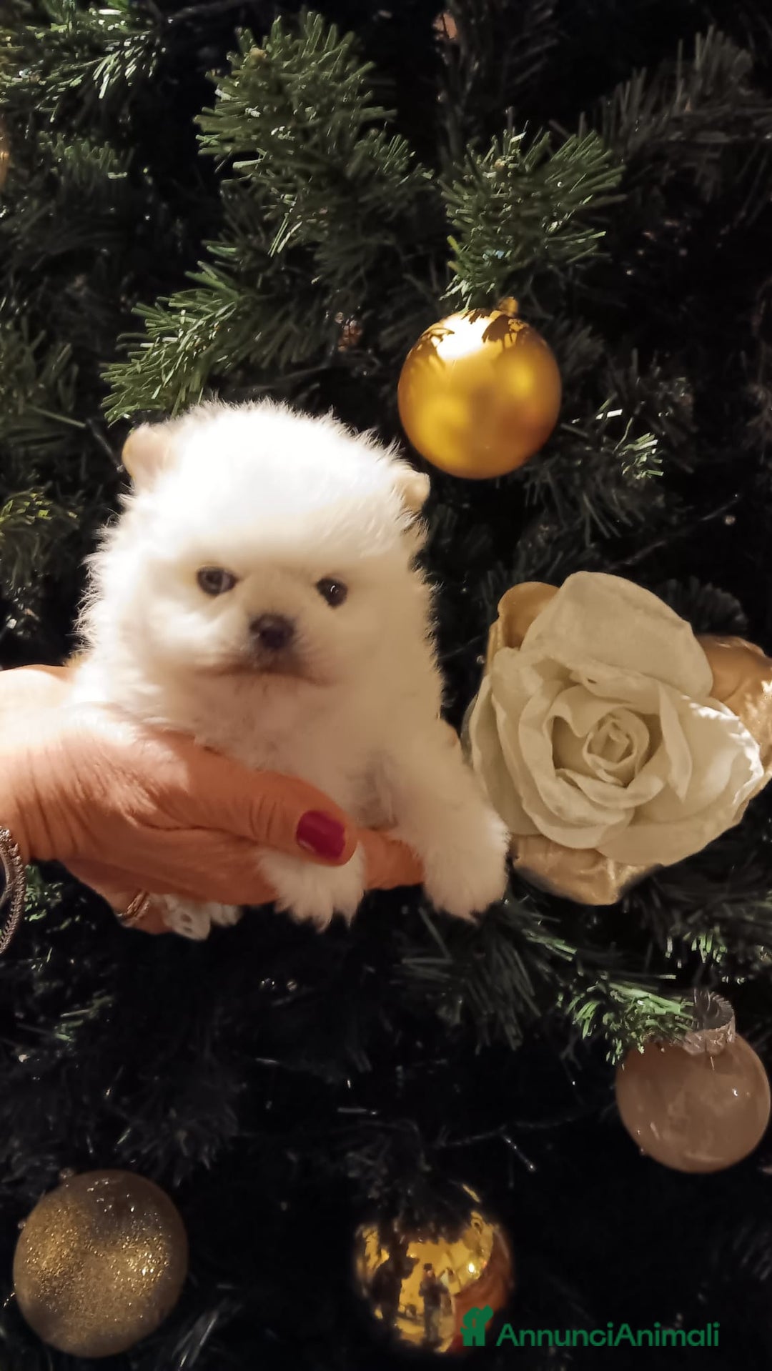 Volpino Pomerania cani in vendita: Volpino di Pomerania con pedigree ENCI  a Provincia di Treviso - Annuncio 3