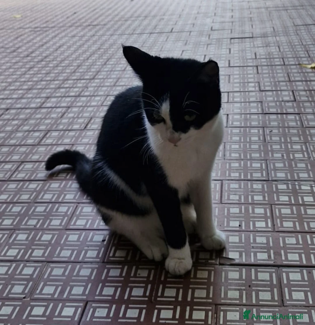 Meticcio gatti in regalo: Micia nera/bianca 8mesi VOGHERA(PV) - Annuncio 2