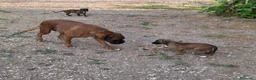 Boxer cani in vendita: cuccioli boxer alta genealogia dimostrabile. - Annuncio 5