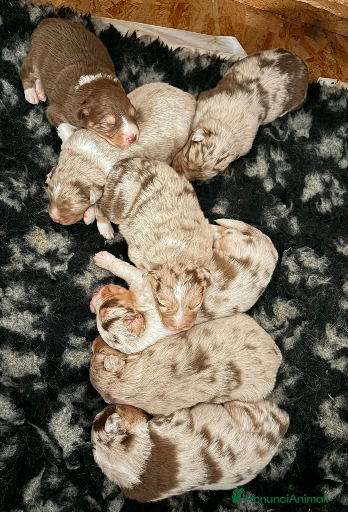 Australian Shepherd cani Cuccioli Pastore Australiano  - Annuncio 5