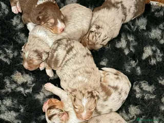 Australian Shepherd cani Cuccioli Pastore Australiano - Annuncio 5