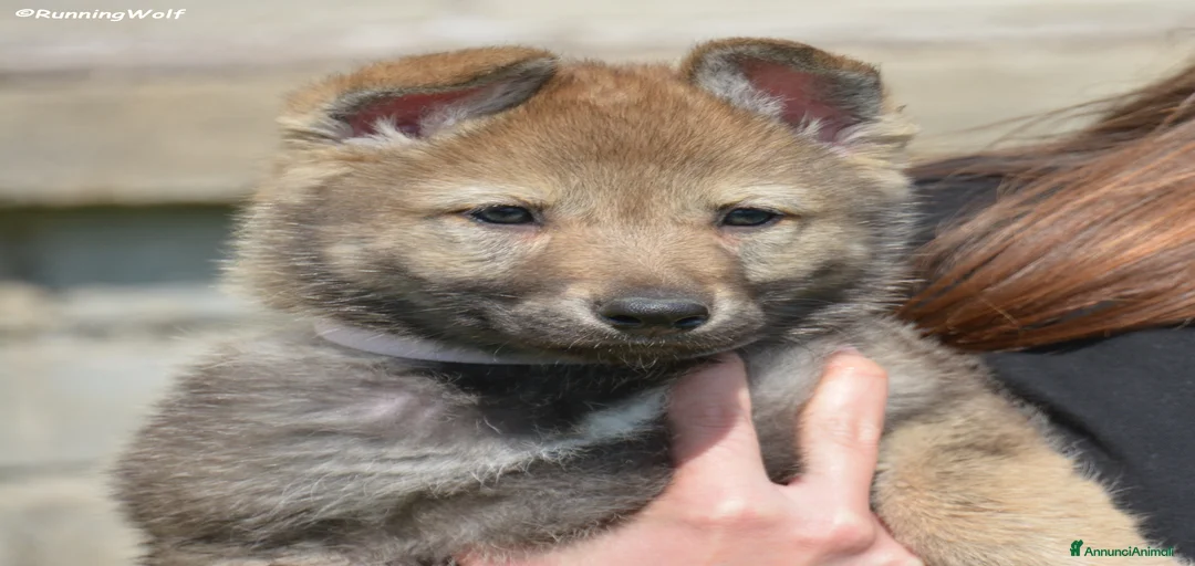 Immagine della galleria {{count}}