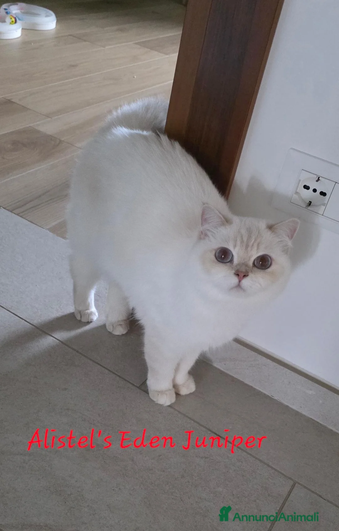 British gatti in vendita: Gattina amorevole  - Annuncio 4