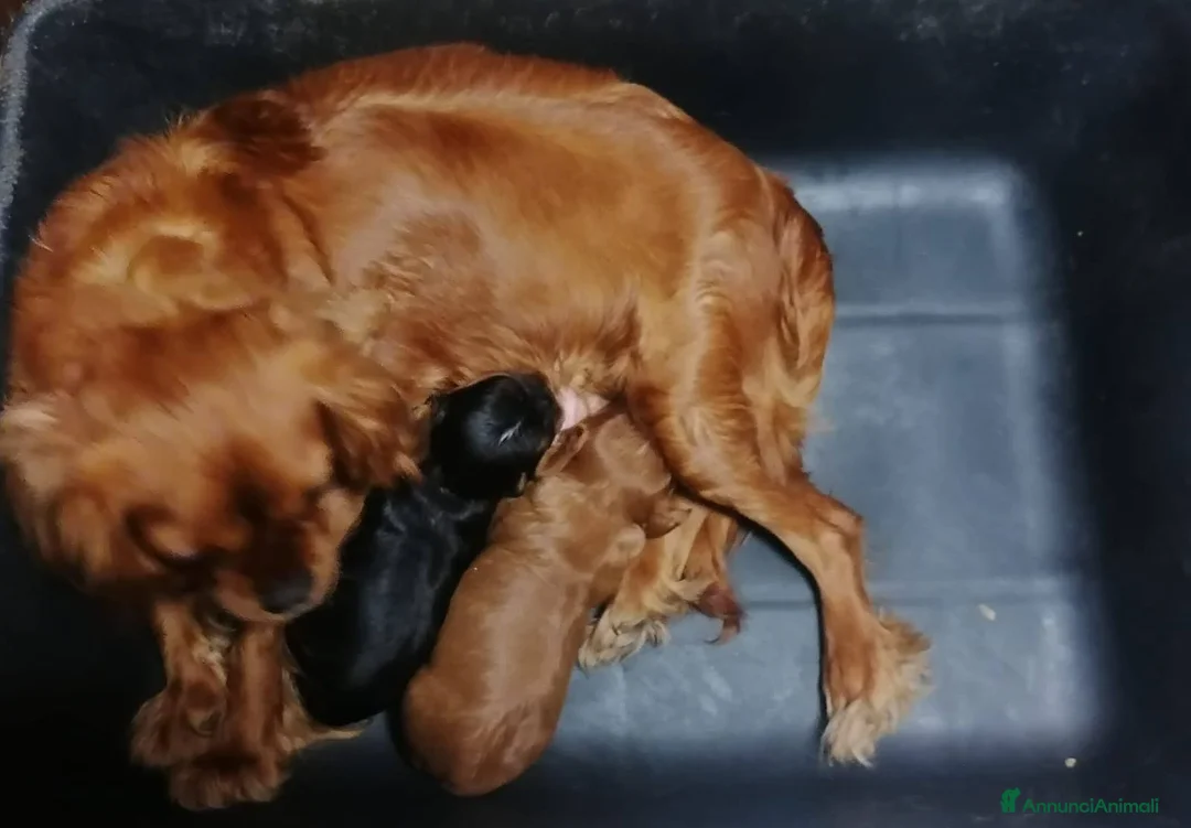 Cavapoo cani in vendita: Cavapoo cucciola femmina ruby - Annuncio 8