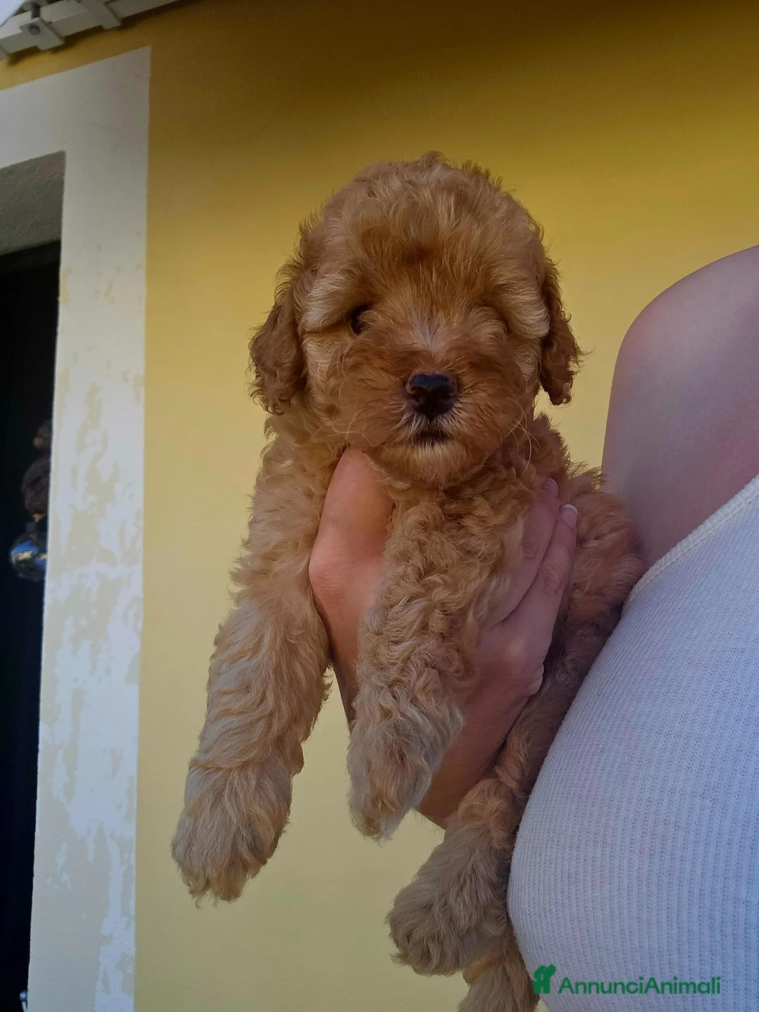 Barboncino Toy cani in vendita: Barboncina toy red - Annuncio 2