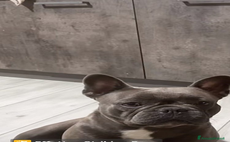 Bulldog Francese cani - Annuncio 12