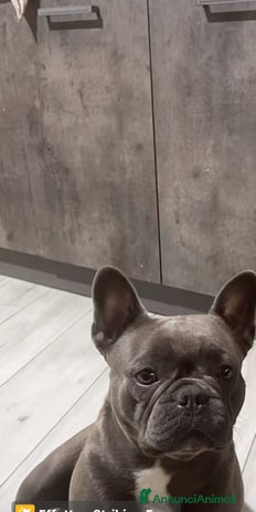 Bulldog Francese cani - Annuncio 6