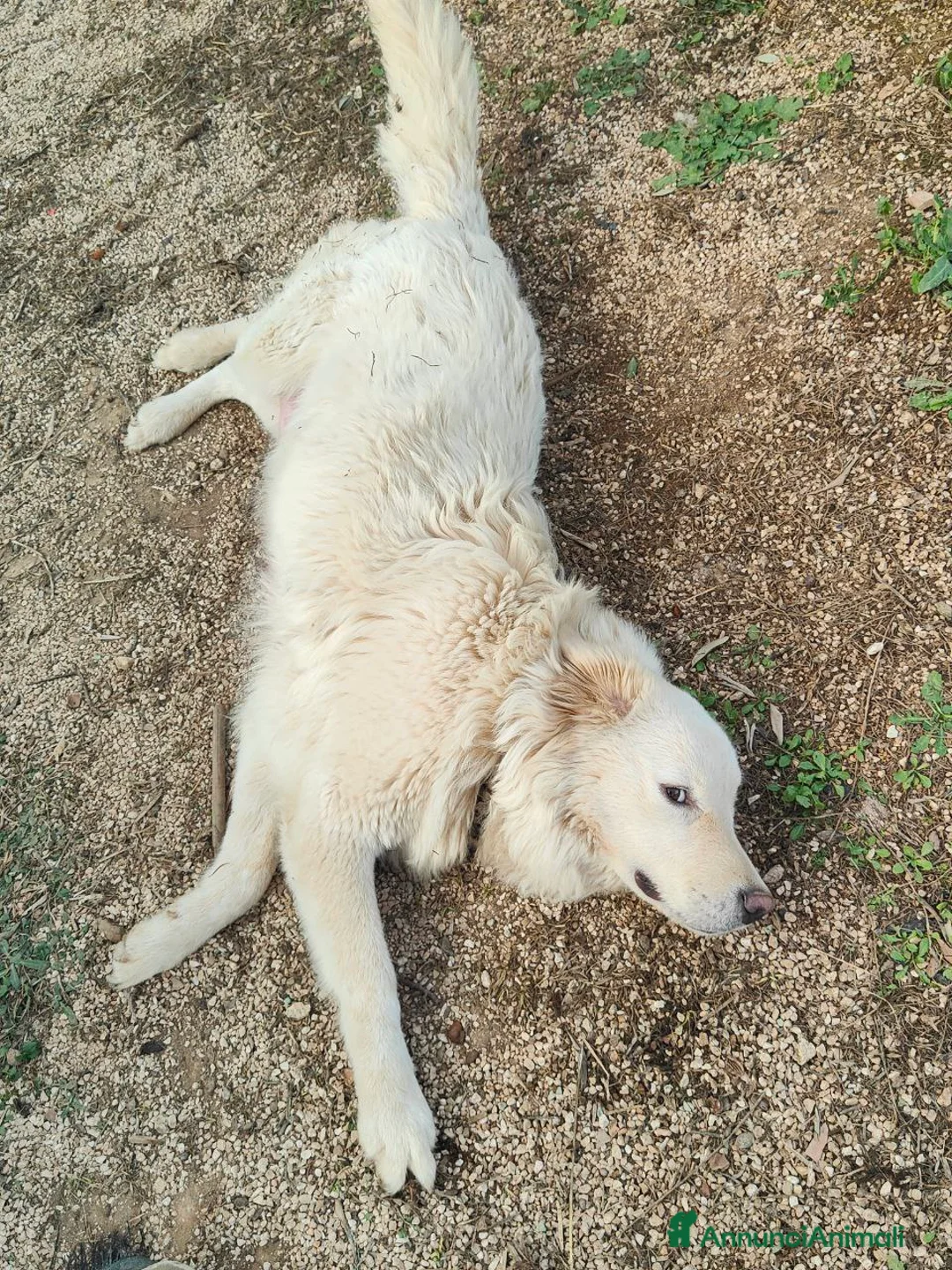 Pastore Maremmano cani in vendita: Cuccioli Pastore Maremmano Vaccinati e Sverminati - Annuncio 5