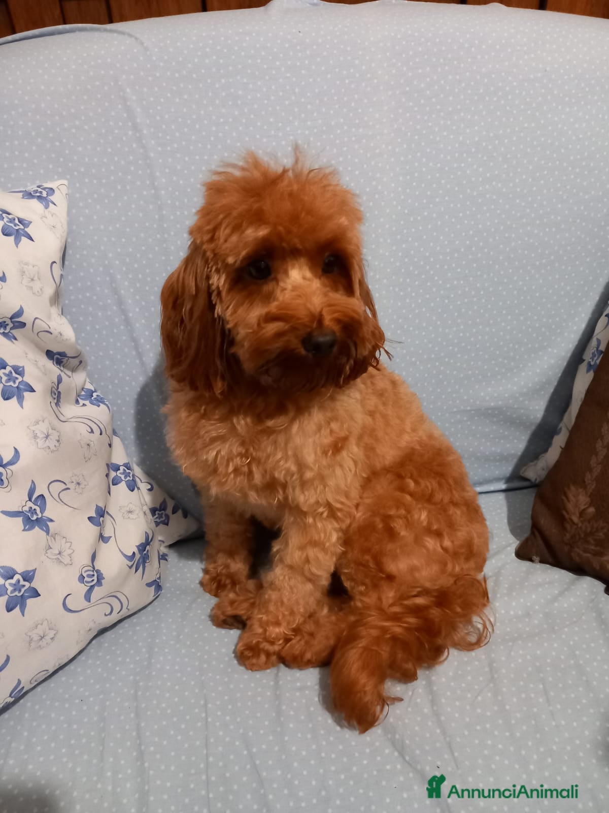 Barboncino cani Barboncina femina red - Annuncio 10