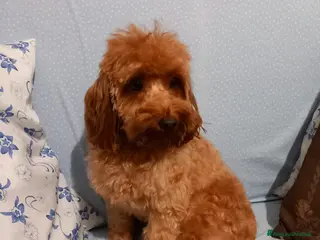 Barboncino cani Barboncina femina red - Annuncio 10