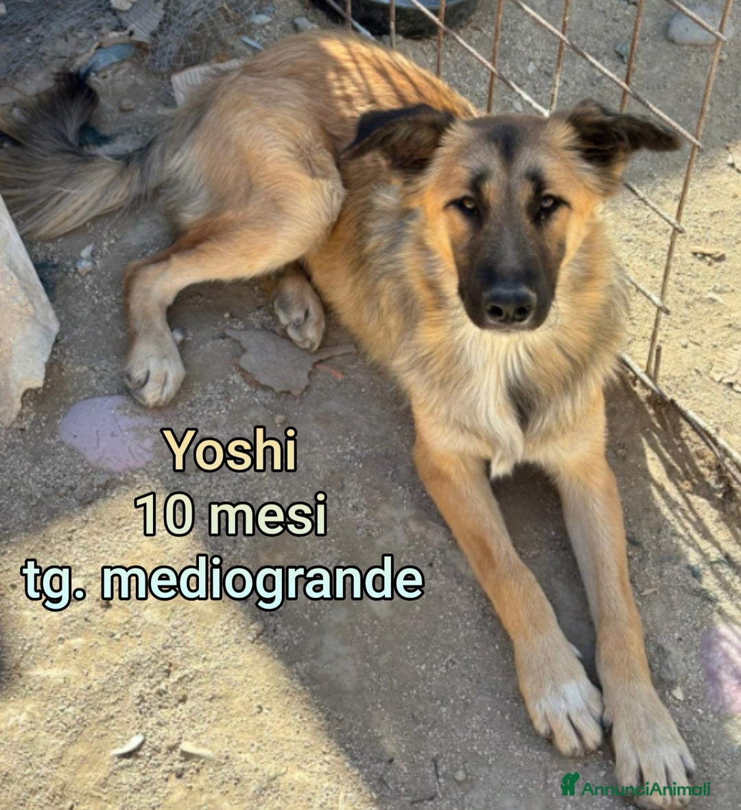 Meticcio cani in regalo: CUCCIOLI SOLI ED ESCLUSI! - Annuncio 8