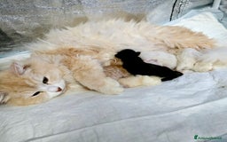 Siberiano gatti in vendita: Gattini Siberiani Ipoallergenici a Città metropolitana di Milano - Immagine 2