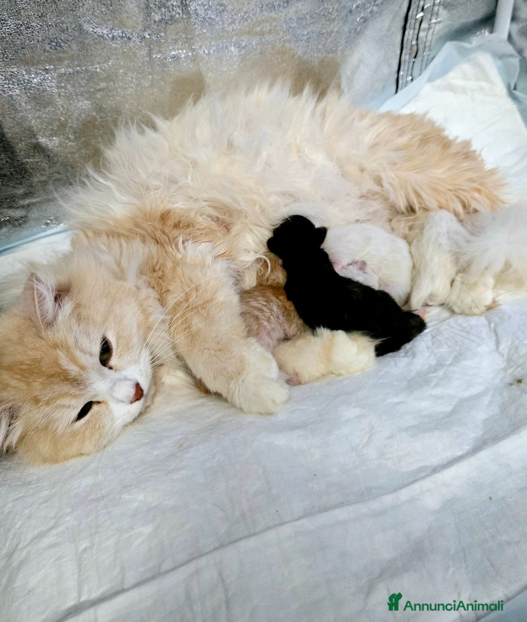 Siberiano gatti in vendita: Gattini Siberiani Ipoallergenici a Città metropolitana di Milano - Immagine 2