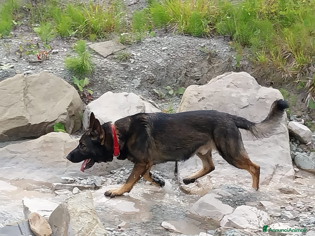 Pastore Tedesco cani per accoppiamento: Pastore Tedesco (Grigione) disponibile per monta  - Annuncio 3