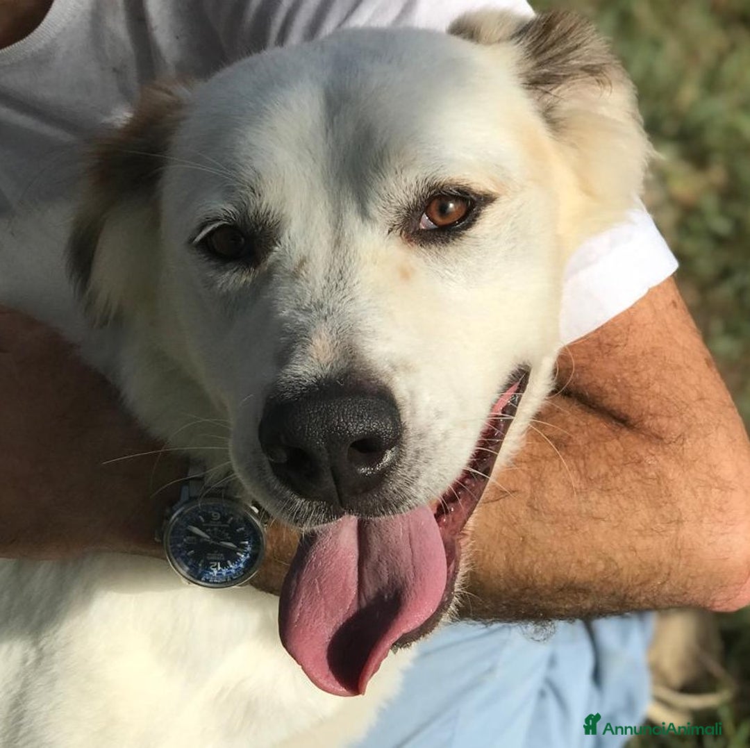 Meticcio cani in regalo: AIGOR dolcissimo simil labrador in adozione a Provincia di Latina - Annuncio 4