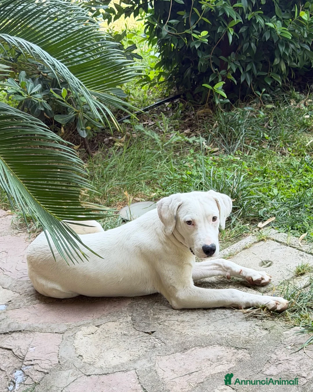 Meticcio cani in regalo: Aly femmina taglia media a Provincia di Belluno - Annuncio 2