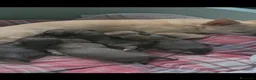 Chihuahua cani in vendita: Teneri chihuahua - Annuncio 2