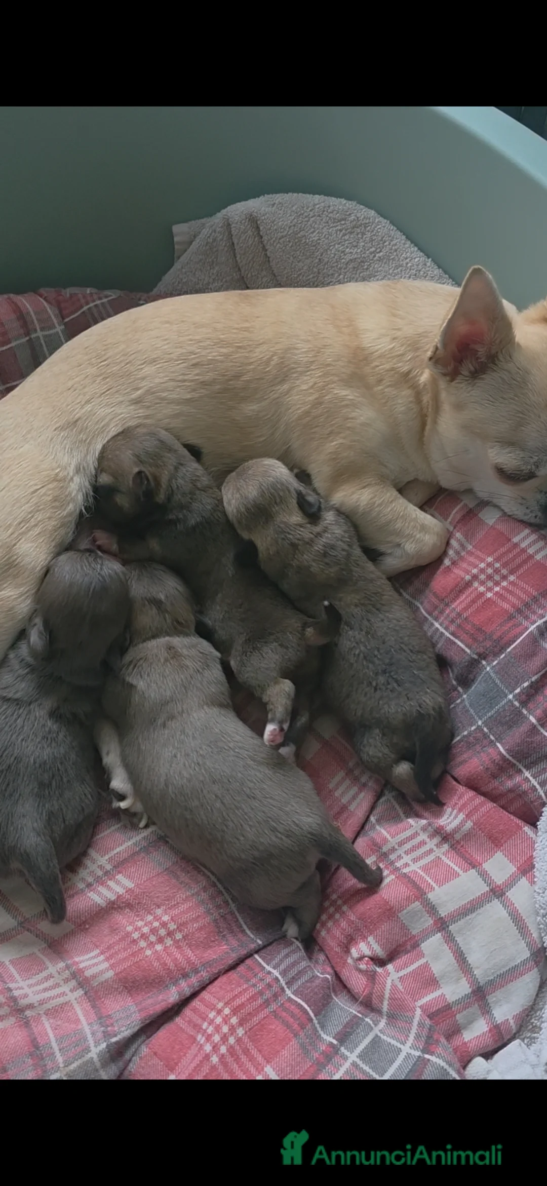 Chihuahua cani in vendita: Teneri chihuahua - Annuncio 2