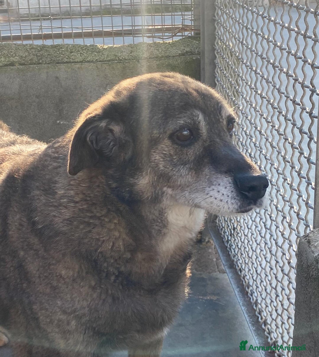 Meticcio cani in regalo: TIMON dolce cagnolino 9 anni cerca adozione a Provincia di Latina - Annuncio 4