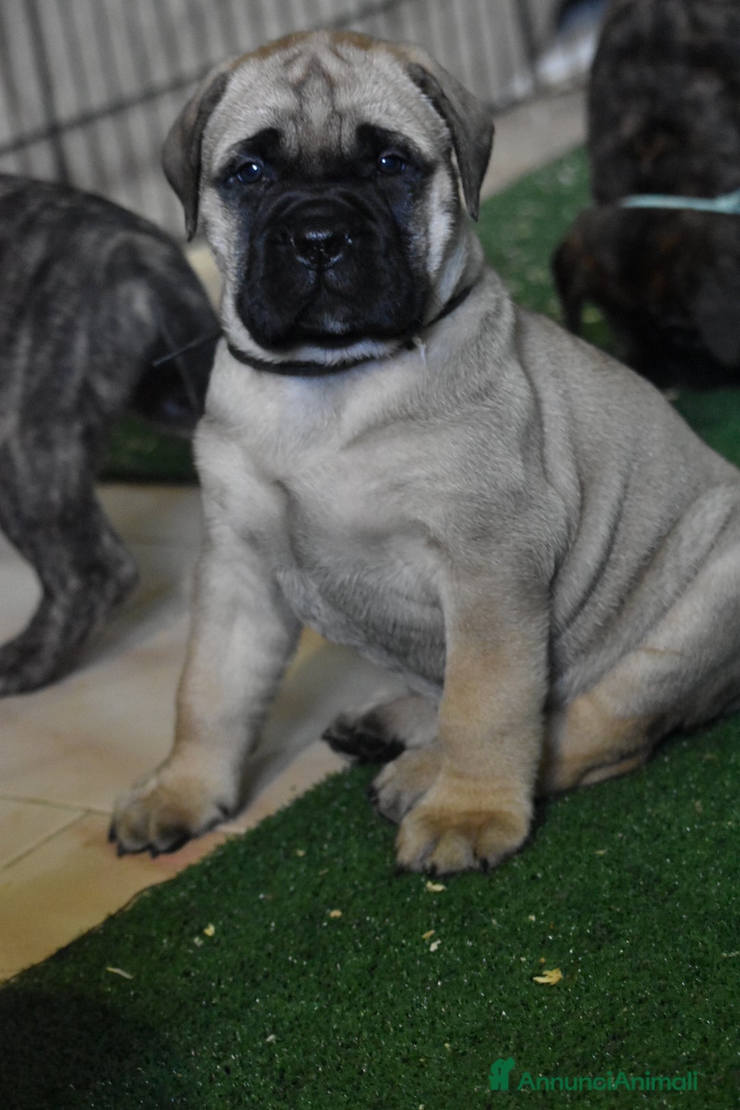 Bullmastiff cani in vendita: CUCCIOLI BULLMASTIFF - Annuncio 16