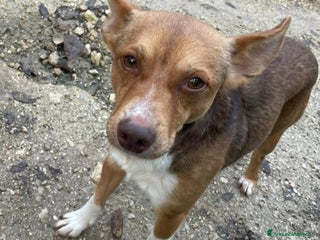 Meticcio cani ADOTTA IL PICCOLO CANGU - Annuncio 3