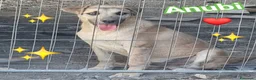 Meticcio cani in regalo: Cuccioli in Adozione  - Annuncio 2