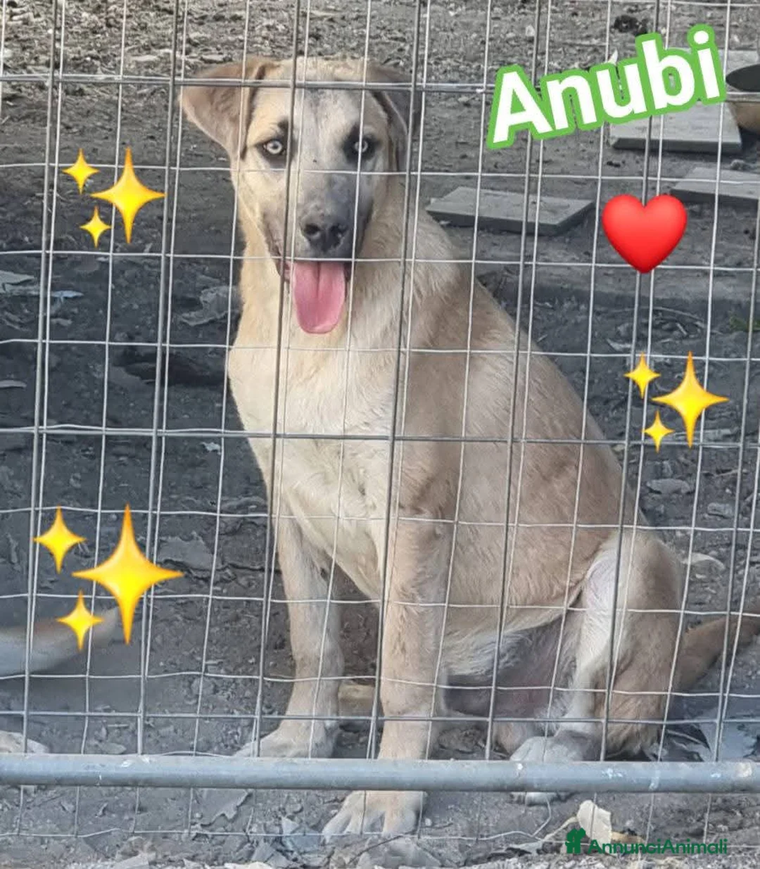 Meticcio cani in regalo: Cuccioli in Adozione  - Annuncio 2