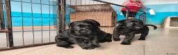Labrador cani in vendita: Cuccioli neri di Labrador Retriever - Annuncio 8