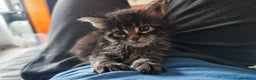 Maine Coon gatti in vendita: Dolcissimo cucciolo Maine coon  - Annuncio 5