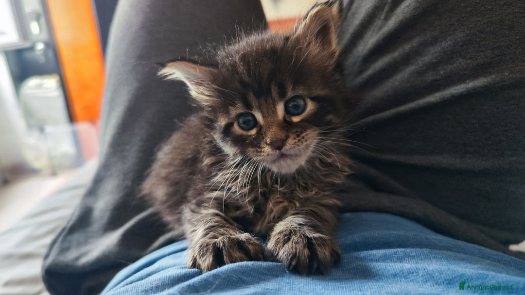 Maine Coon gatti in vendita: Dolcissimo cucciolo Maine coon  - Annuncio 5