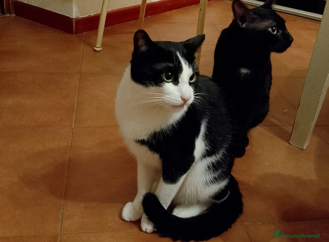 Meticcio gatti per accoppiamento: Rex e Miki a Provincia di Bergamo - Annuncio 2