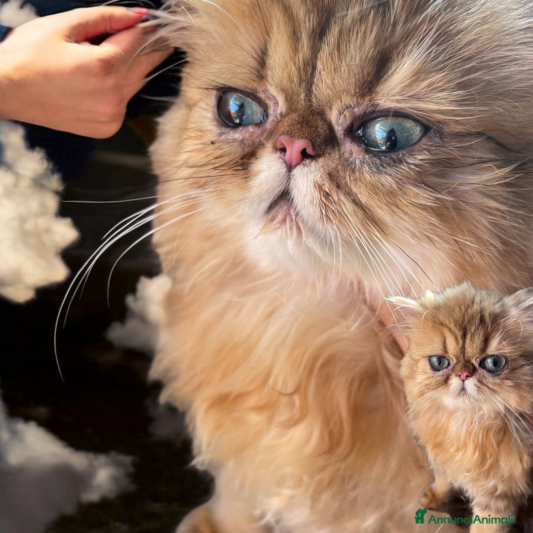 Persiano gatti in vendita: gatta persiana golden shaded di alta genealogia a Città Metropolitana di Bologna - Immagine 10