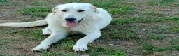 Meticcio cani in regalo: EDO CUCCIOLONE - Annuncio 11