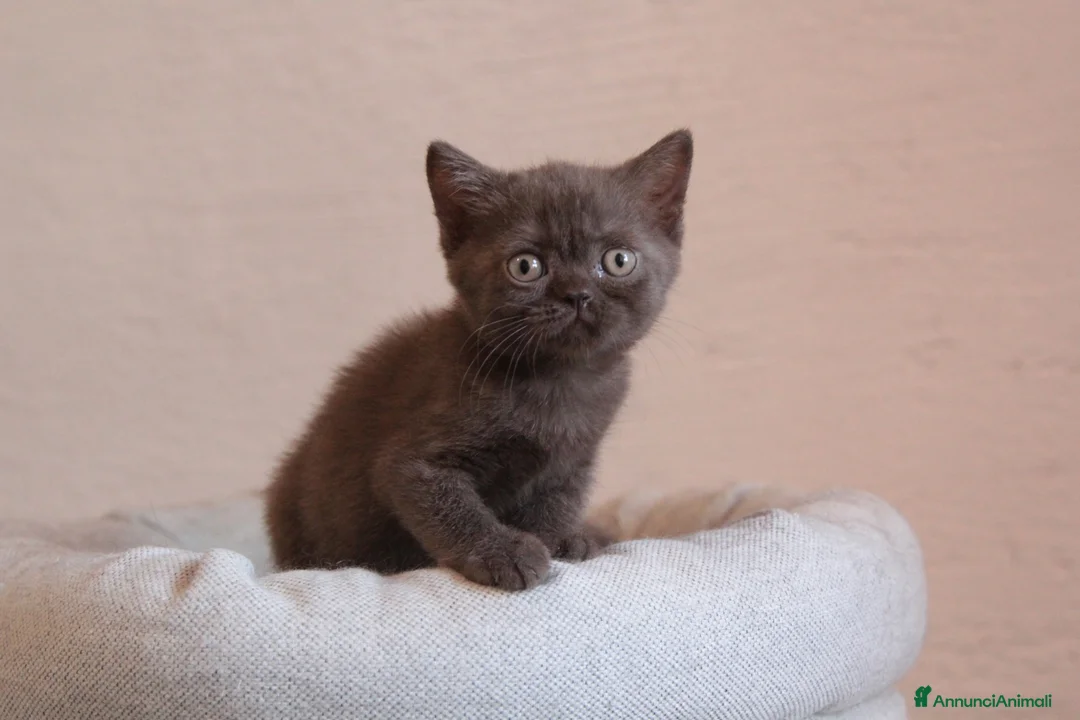 British gatti in vendita: British Shorthair  - Annuncio 2