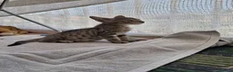 Meticcio gatti in regalo: Giulius il bello - Annuncio 8