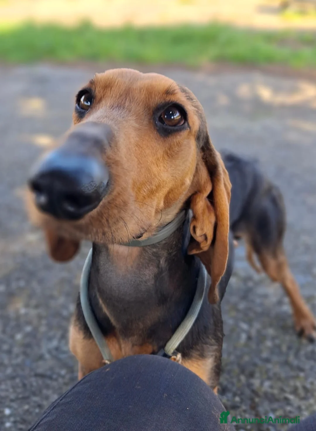 Segugio cani in regalo: BOBO 💙-adozione urgente.Segugio taglia contenuta  - Annuncio 5