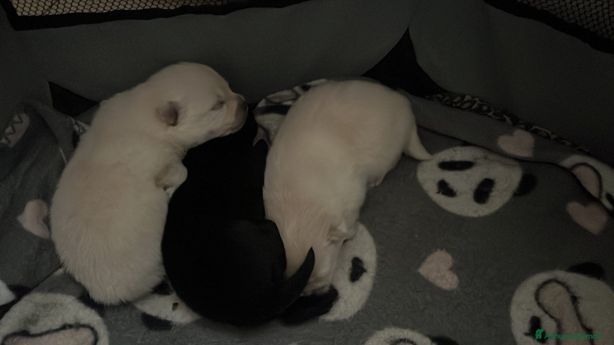 Volpino Pomerania cani Volpino Pomerania  - Annuncio 1