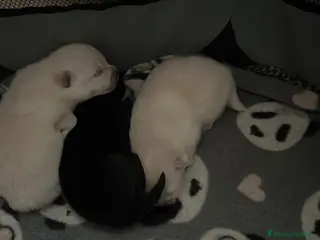 Volpino Pomerania cani Volpino Pomerania - Annuncio 4