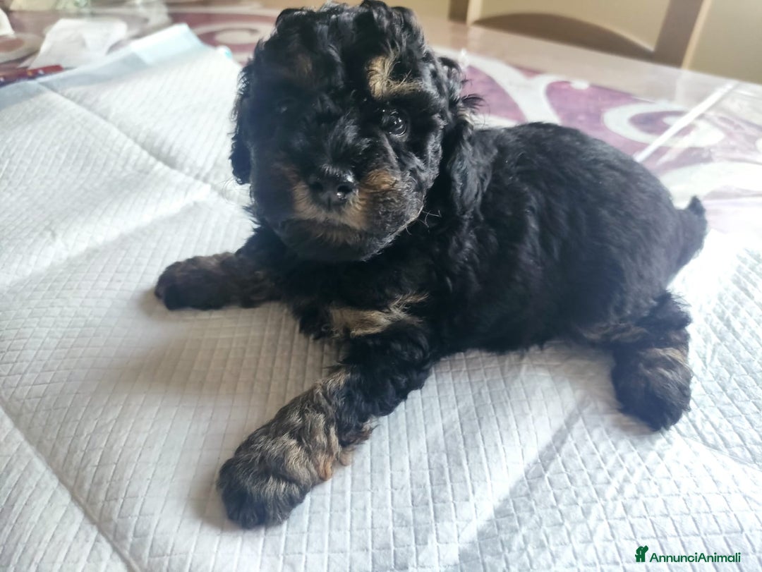 Barboncino Toy cani in vendita: Barboncino Toy Phantom  - Annuncio 15