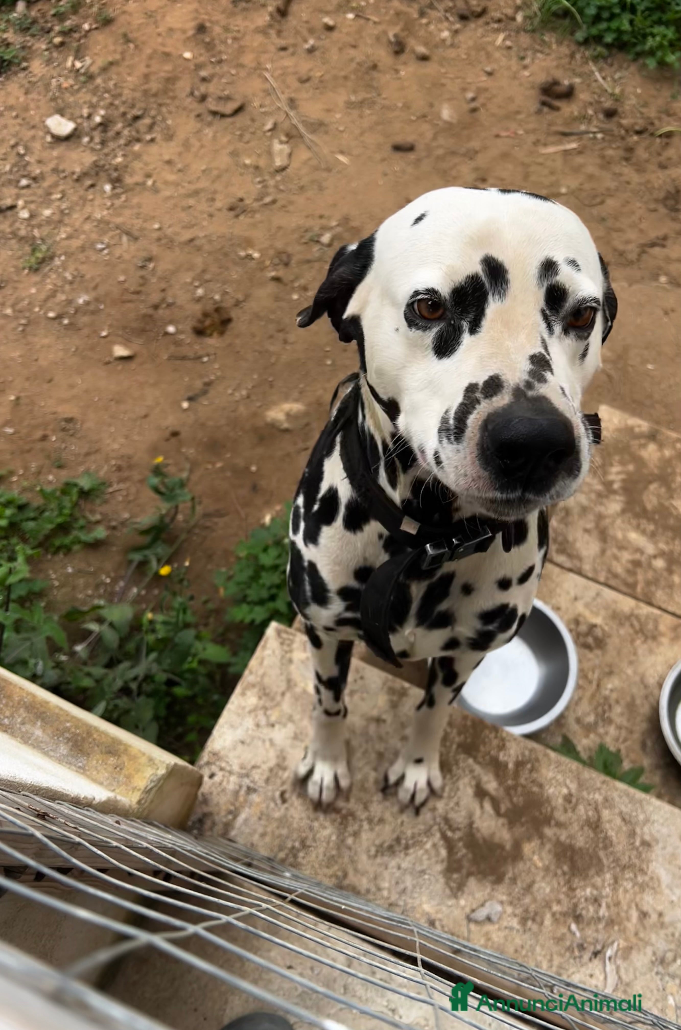 Dalmata cani Domino cerca nuova famiglia  - Annuncio 1