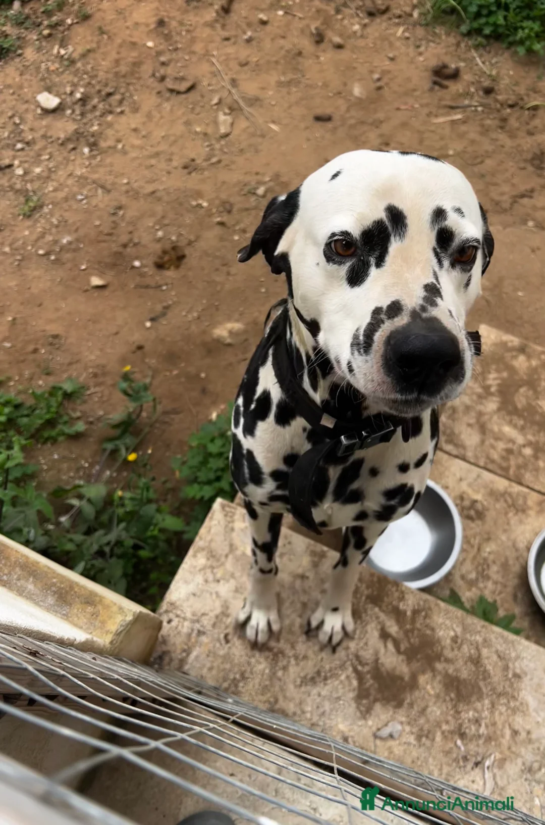 Dalmata cani in regalo: Domino cerca nuova famiglia  a Città metropolitana di Roma Capitale - Annuncio 1