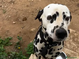 Dalmata cani Domino cerca nuova famiglia - Annuncio 13