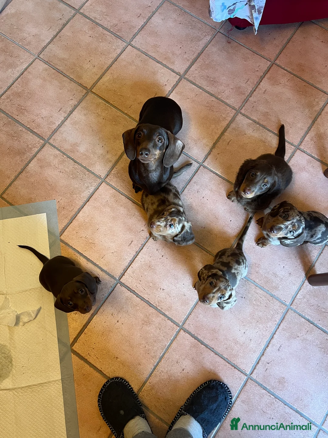 Bassotto cani in vendita: Bassottina cioccolato - Annuncio 6