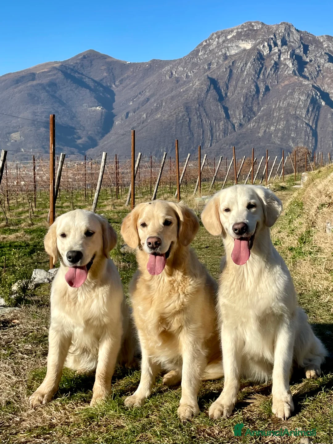 Immagine della galleria {{count}}